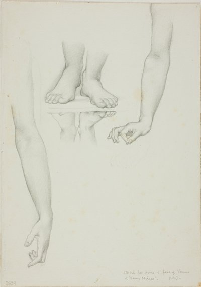 Studie til Mirror of Venus: Arms and Feet of Venus af Sir Edward Burne Jones