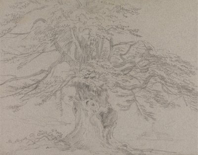 Træundersøgelse af Sir George Howland Beaumont seventh Baronet