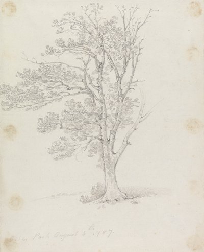 Træ i Easton Park af Sir George Howland Beaumont seventh Baronet