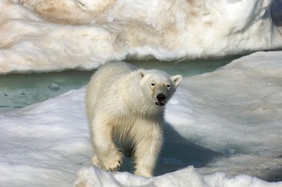 Isbjørn (Ursus maritimus) går over en isflage, Svalbardøerne, Norge, 2022 (foto) af Sisse Brimberg