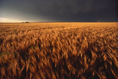 USA, Kansas, Sommer tordenvejr nærmer sig hvedemark, 2022 (foto) af Sisse Brimberg