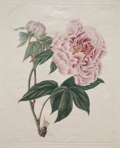 Kinesisk træpæon (Paeonia suffruticosa) af Smith