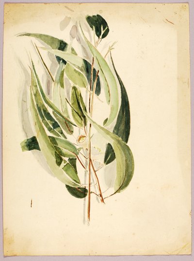 Undersøgelse af planter af Solon H. Borglum