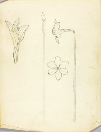 Undersøgelse af planter af Solon H. Borglum
