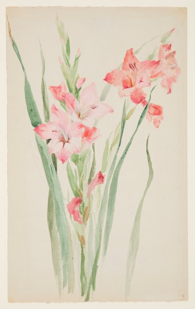 Studie af amarylliser af Sophia L. Crownfield