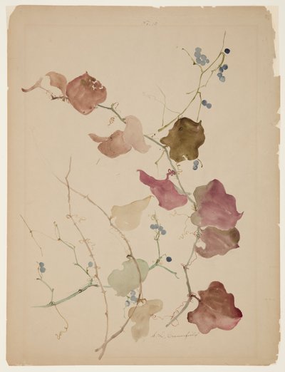 Undersøgelse af Clematis Vine med blå bær af Sophia L. Crownfield