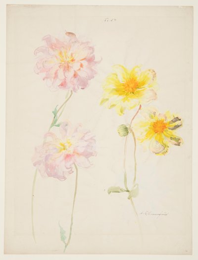 Studie af Dahliaer af Sophia L. Crownfield