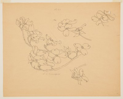 Studie af Kornel af Sophia L. Crownfield