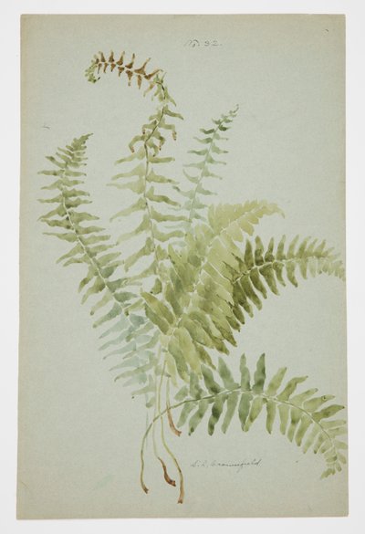 Studie af Fern af Sophia L. Crownfield