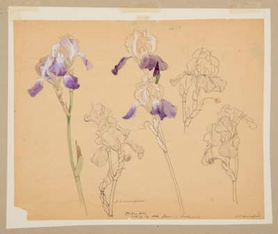 Studie af iris af Sophia L. Crownfield