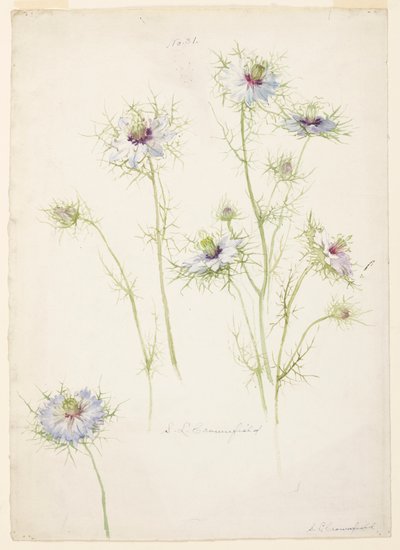 Studie af Love-in-a-mist af Sophia L. Crownfield
