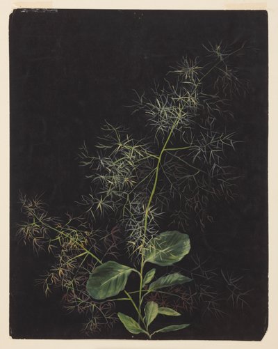 Undersøgelse af plante, muligvis tuftet hårgræs af Sophia L. Crownfield