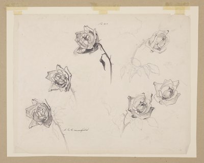 Studie af roser af Sophia L. Crownfield