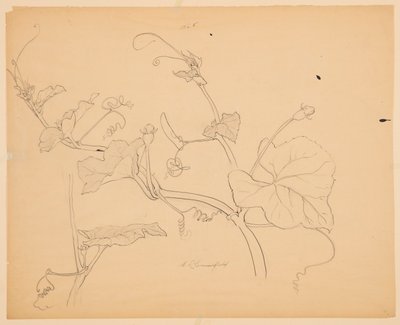 Studie af Squash Vines af Sophia L. Crownfield