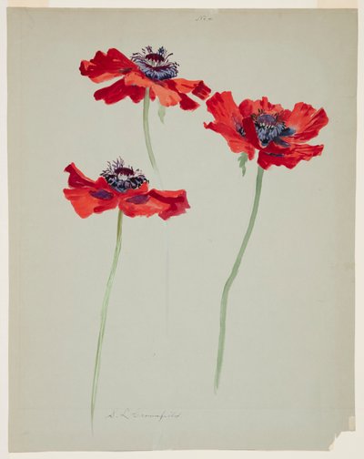 Tre studier af valmuer af Sophia L. Crownfield