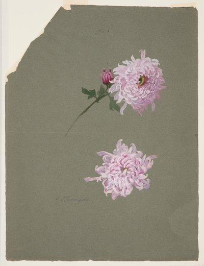 To undersøgelser af violette krysantemum af Sophia L. Crownfield