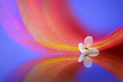 En delikat blomsterspejling af Sophie Pan