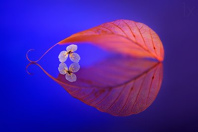 Refleksion af et flydende blad af Sophie Pan