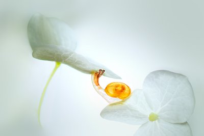 Sneglens rejse gennem blomsterbladene af Sophie Pan