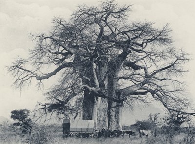 Et baobabtræ (s/h foto) af South African Photographer