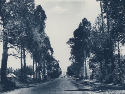 Avenue of Blue Gum Trees, Pretoria (s/h-billede) af South African Photographer