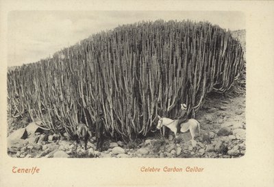 Mænd betragter den berømte kaktus ved Cardon på Tenerife (s/h-foto) af Spanish Photographer