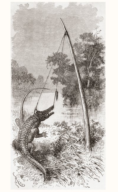 En alligatorfælde på Oyapock- eller Oiapoque-floden, som danner grænsen mellem Fransk Guyana og Brasilien af Spanish School