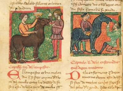 Ms 214 fol.26v Curing glossitis in a horse, fra Libro de Menescalcia y Albeyteria af Juan Alvarez, c.1390 af Spanish School