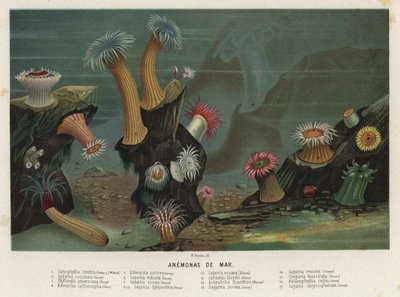 Søanemoner (chromolit) af Spanish School