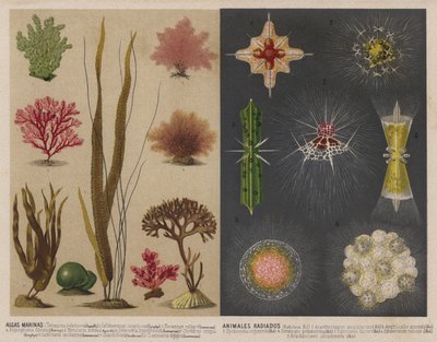 Tang og lysende vanddyr (chromolitho) af Spanish School