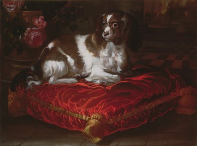 Spaniel på en pude af Spanish School