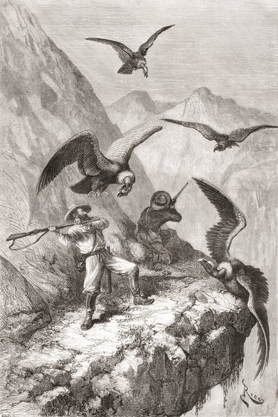 Édouard François André og ledsager blev angrebet af kondorer nær Calacali, Pichincha-provinsen, Ecuador, under hans botaniseringsekspedition ved foden af Andesbjergene i 1875-76 af Spanish School