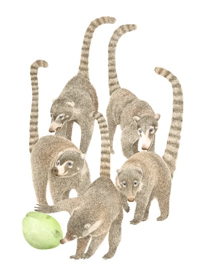 Costa Rica Coatis, 2019 (grafitblyant  digital) af Stacy Hsu