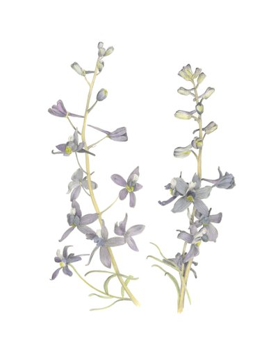Larkspur, 2018 (grafitblyant  akvarel) af Stacy Hsu