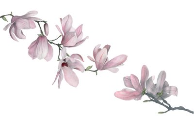 Magnolia, 2015 (grafitblyant  akvarel) af Stacy Hsu