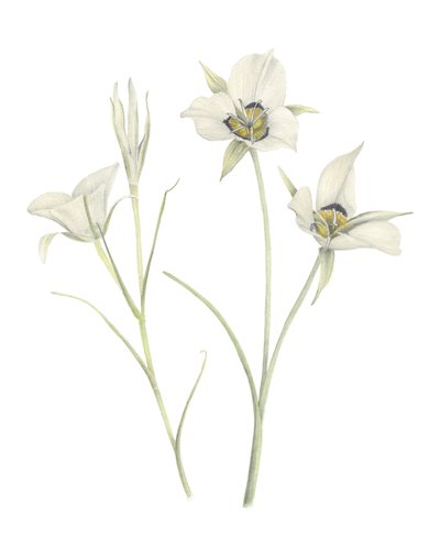 Mariposa Lily, 2018 (grafitblyant  akvarel) af Stacy Hsu