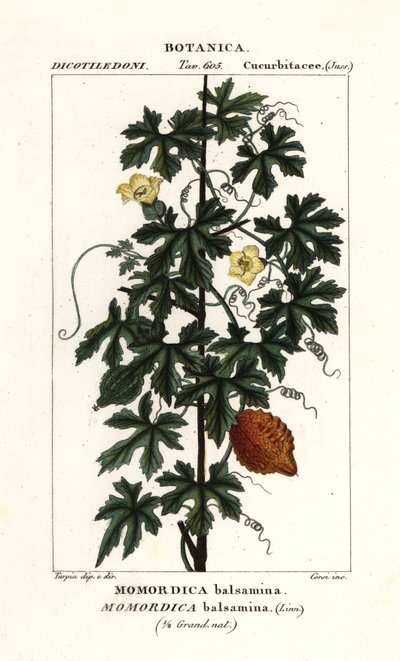 Afrikansk agurk, Momordica balsamina af Stanghi Stanghi