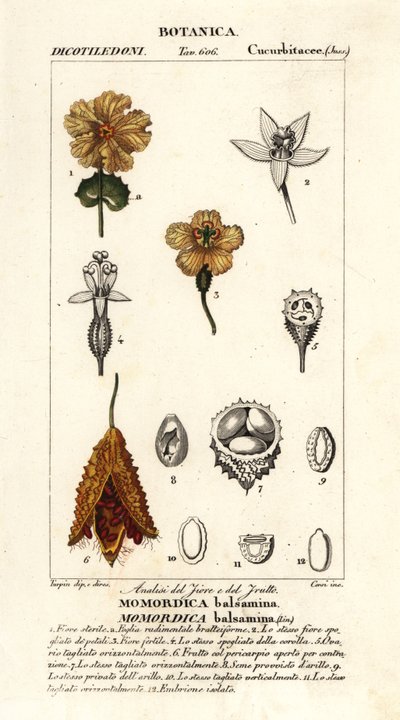 Afrikansk agurk, Momordica balsamina af Stanghi Stanghi