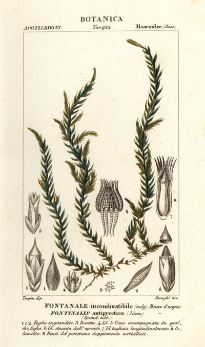 Antifever fontinalis mos, Fontinalis antipyretica af Stanghi Stanghi
