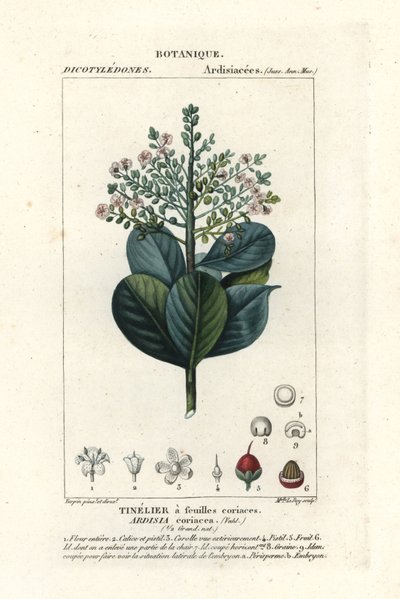 Oksetræ, Ardisia coriacea af Stanghi Stanghi