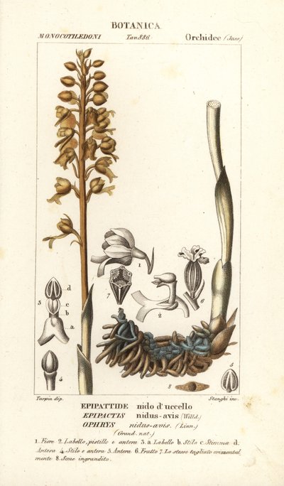 Fuglerede orkidé, Neottia nidus-hveps af Stanghi Stanghi