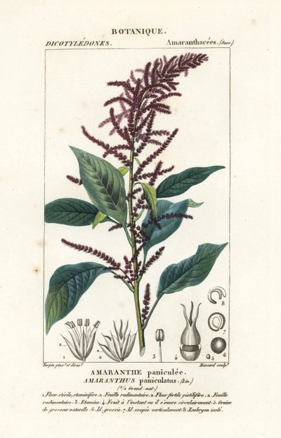 Blod amarant af Stanghi Stanghi