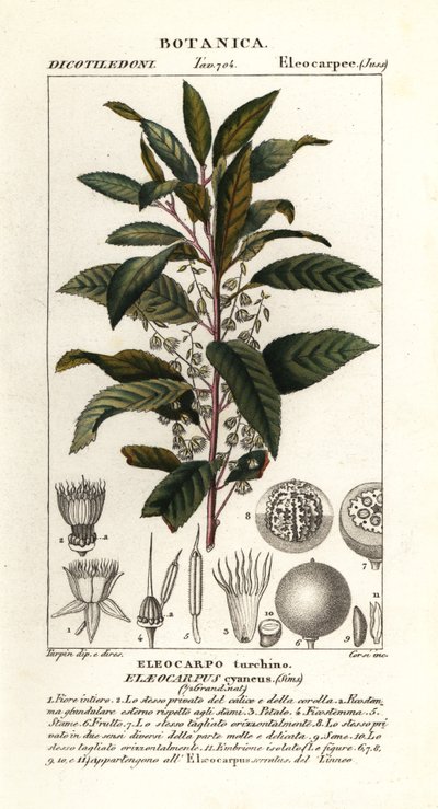 Blåbæraske, Elaeocarpus cyaneus af Stanghi Stanghi