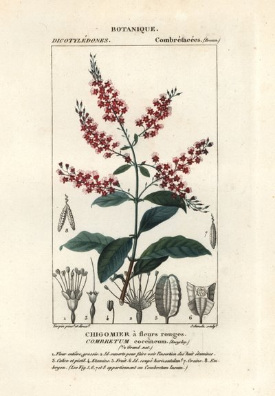 Bushwillow, Combretum coccineum af Stanghi Stanghi