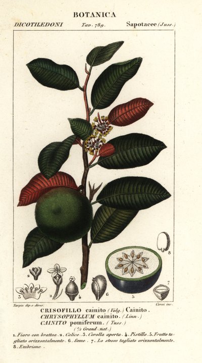 Cainite, Chrysophyllum cainite af Stanghi Stanghi