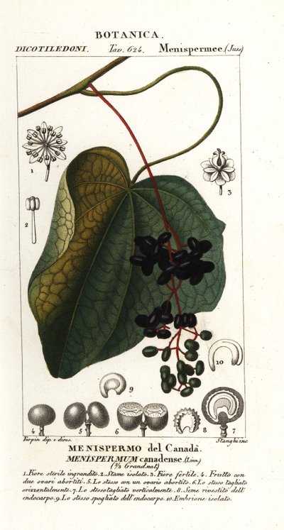 Canadisk moonseed, menispermum canadense af Stanghi Stanghi