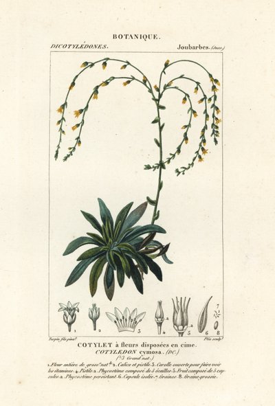 Canyon live-forever,, Dudleya cymosa af Stanghi Stanghi