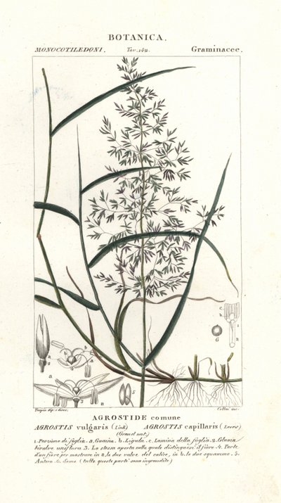 Almindelig bøjet, Agrostis capillaris af Stanghi Stanghi