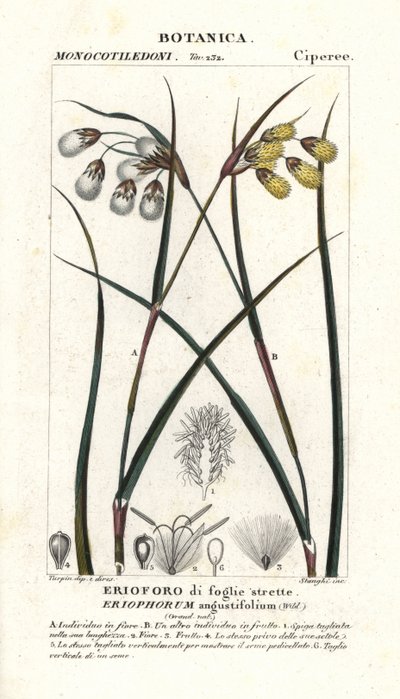 Bomuldsgræs eller vatpind, Eriophorum angustifolium af Stanghi Stanghi