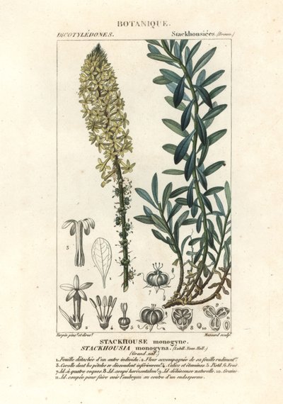Cremet stearinlys, Stackhousia monogyna af Stanghi Stanghi